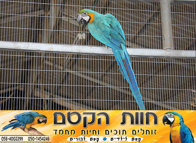 جديد في كفر قاسم - חוות הקסם